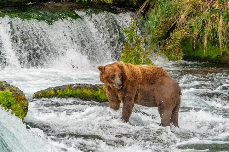 145 Katmai NP, bruine beer.jpg